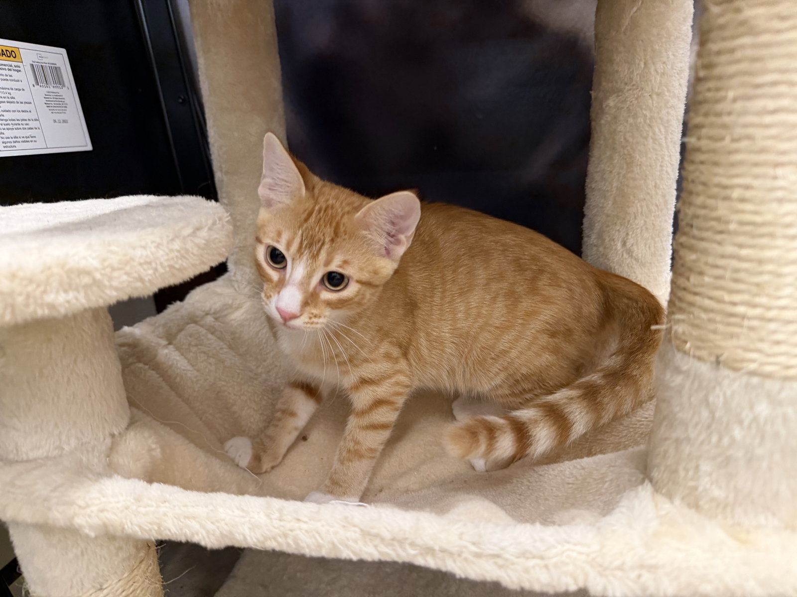 Flynn W, photo 22