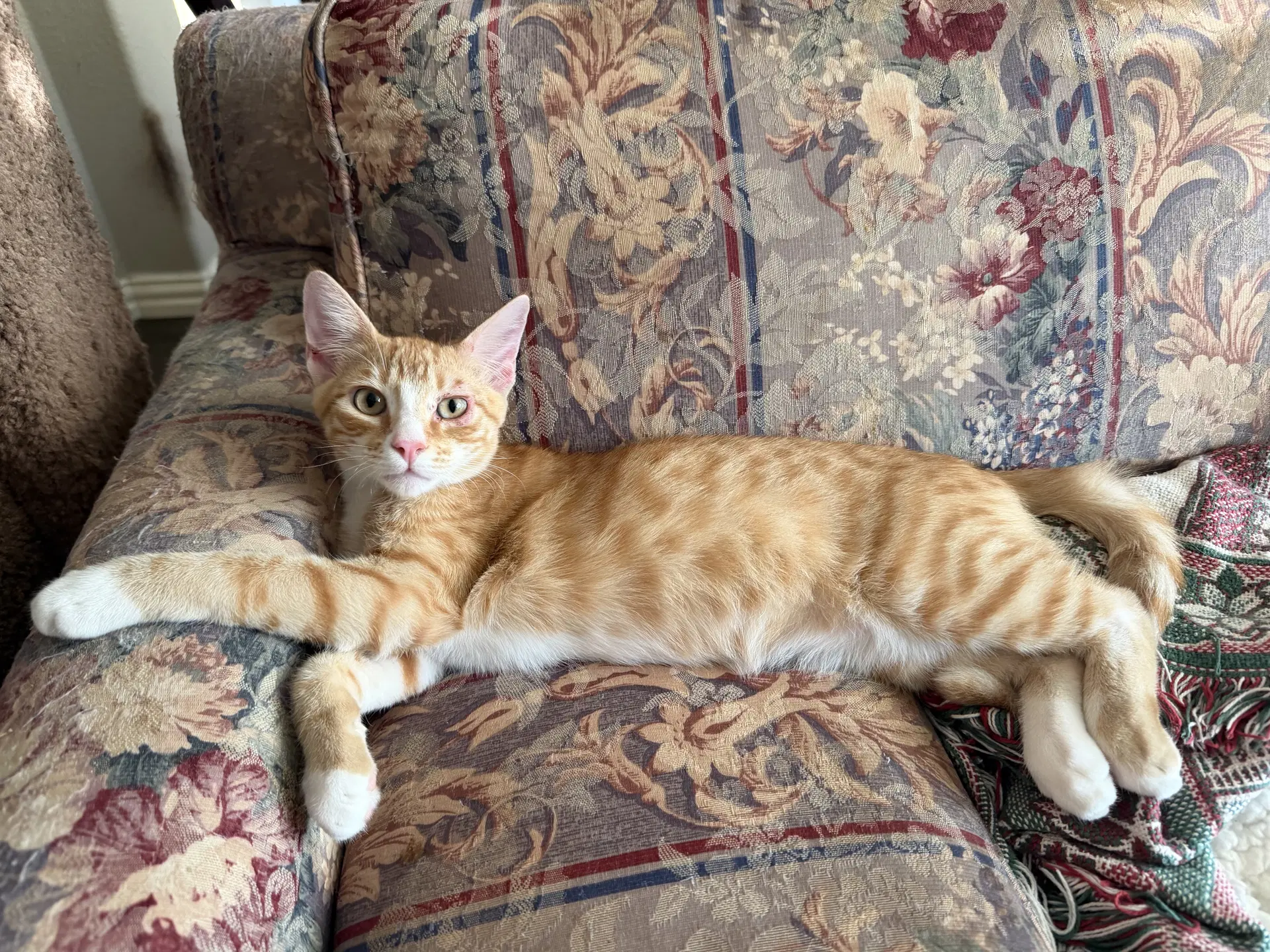 Flynn W - Domestic Short Hair