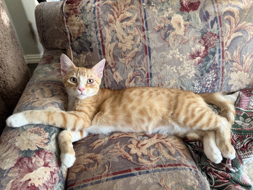 Flynn W, a cat for adoption from Saving Our Companion Animals - Fort Bend County