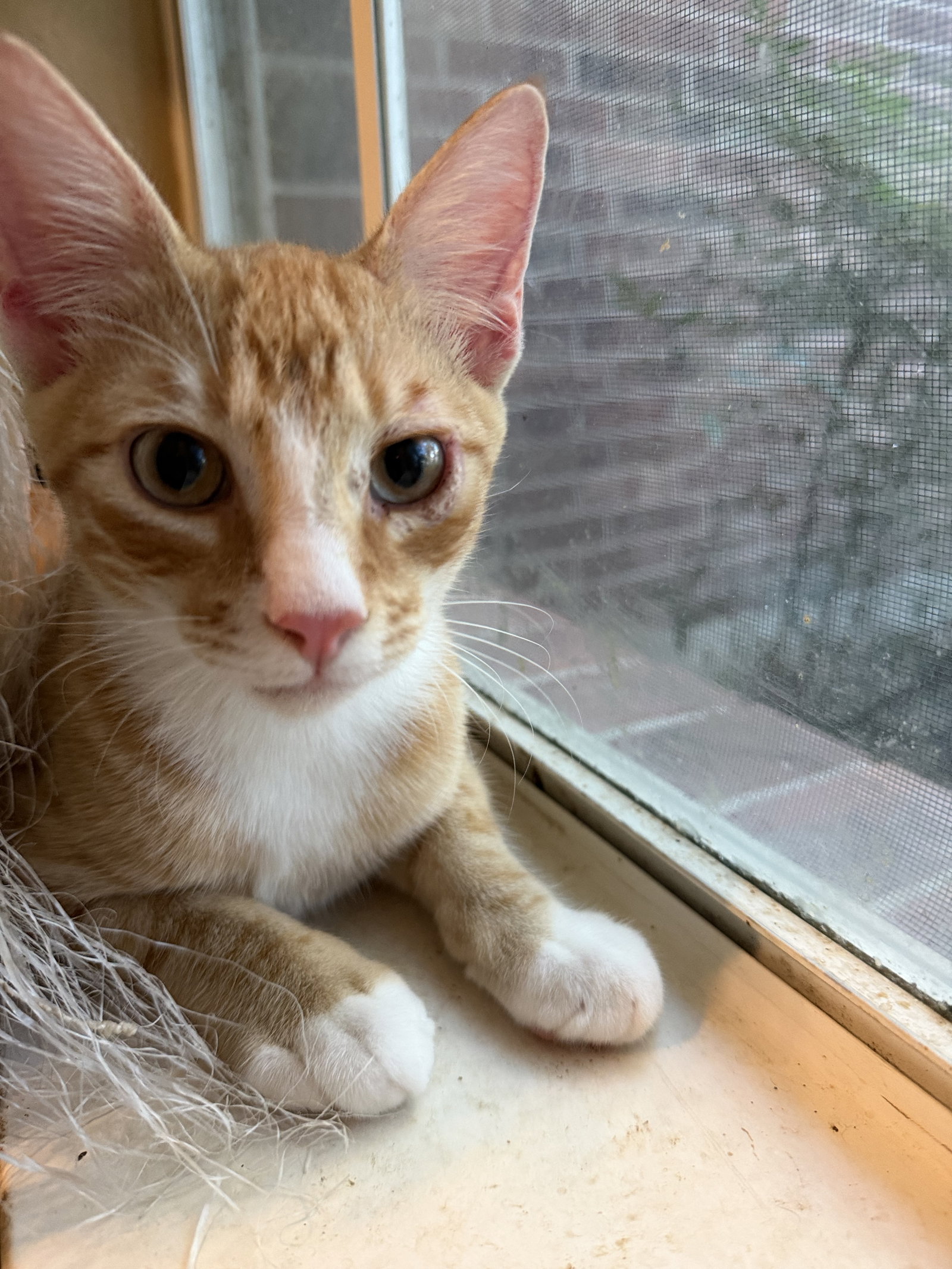 Flynn W, photo 24