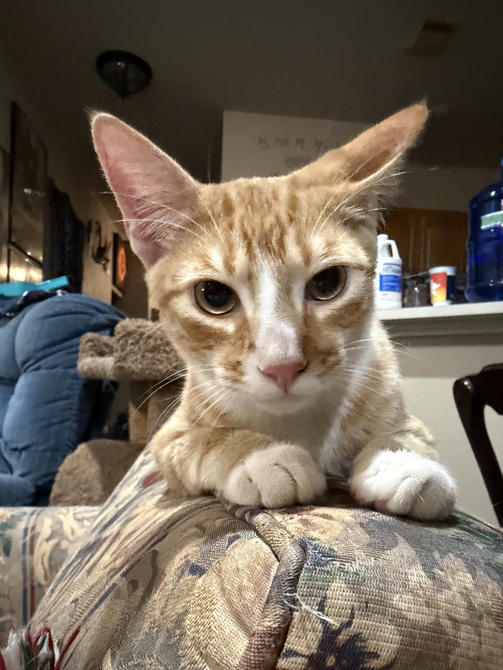 Flynn W, photo 5