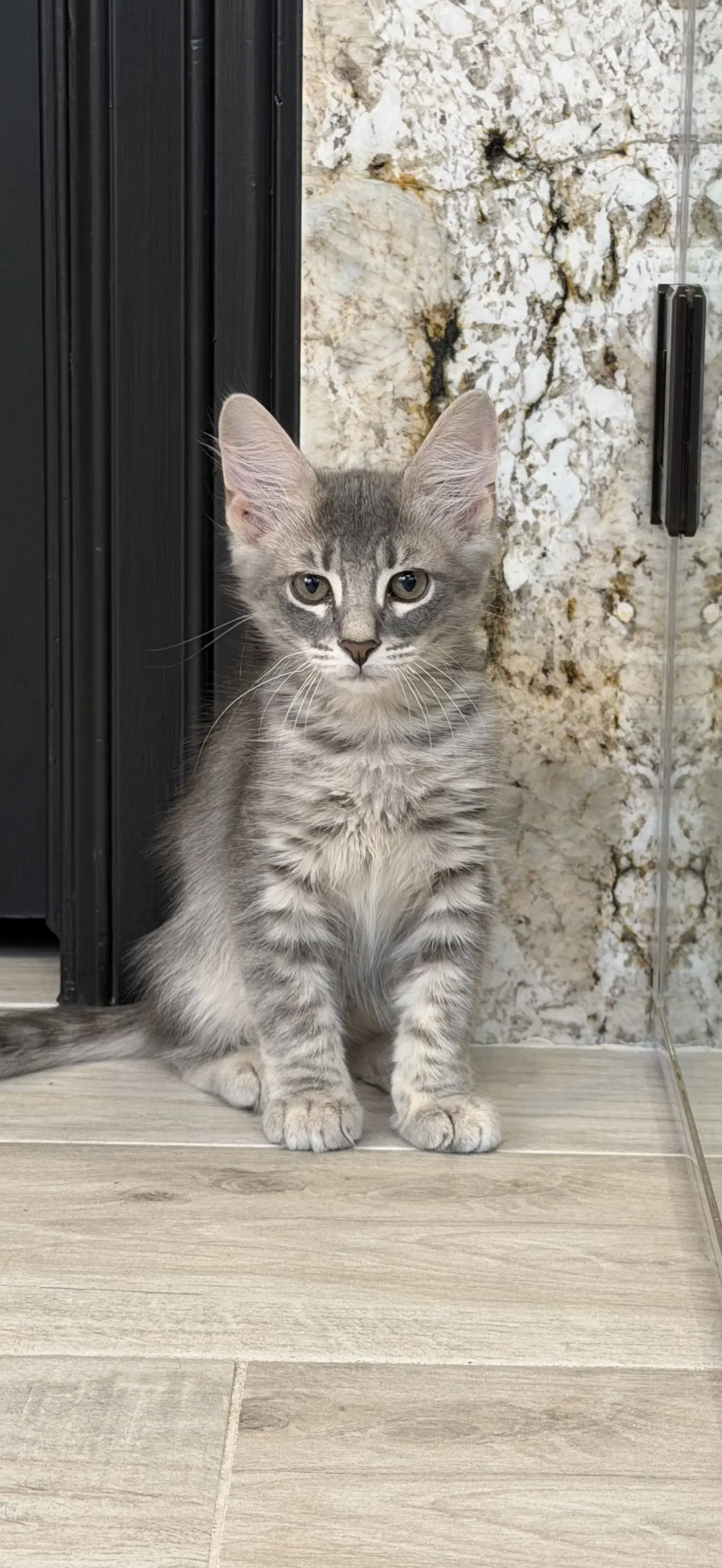 Curlin - Domestic Medium Hair