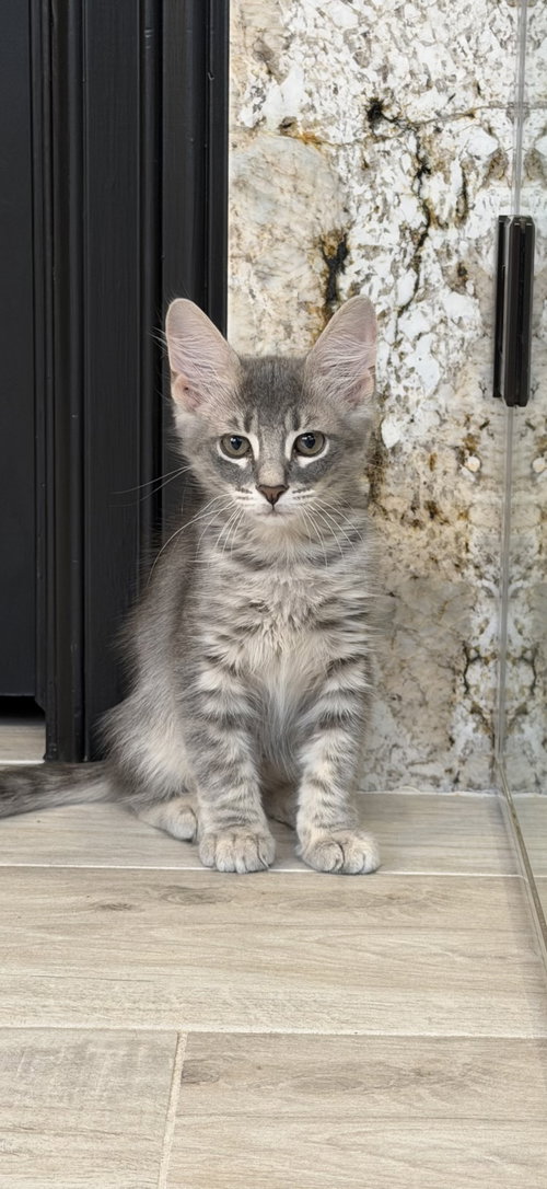 picture of the cat needing adoption