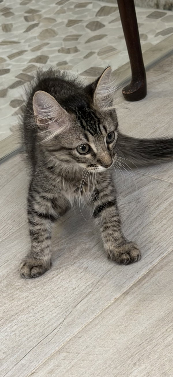 Ruffian