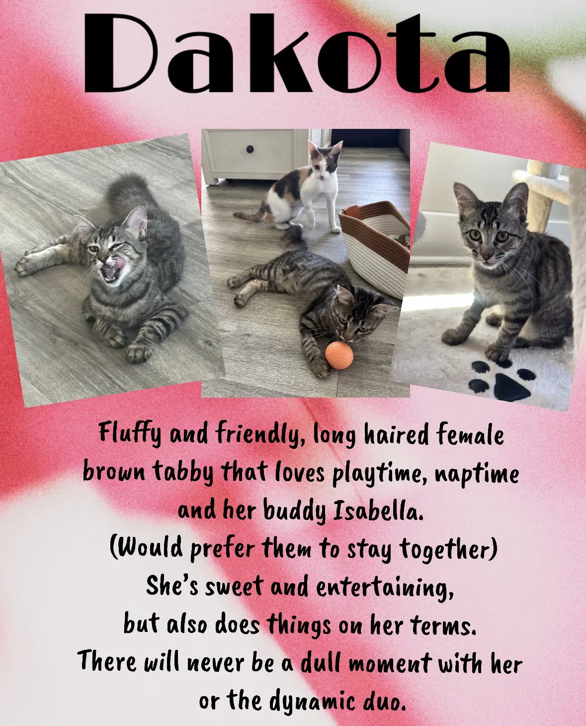 Dakota C - Brown Tabby