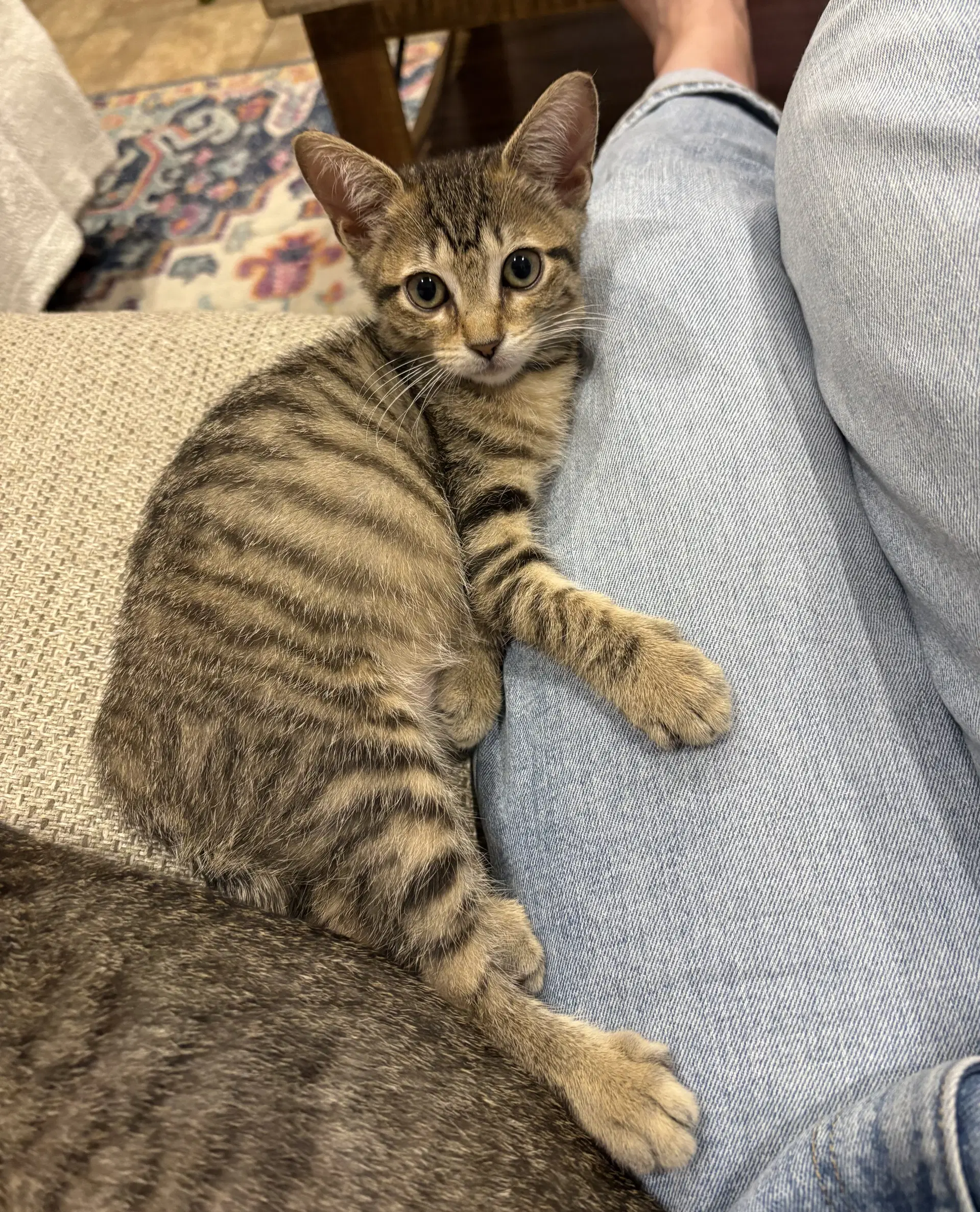 Wambach - Domestic Short Hair