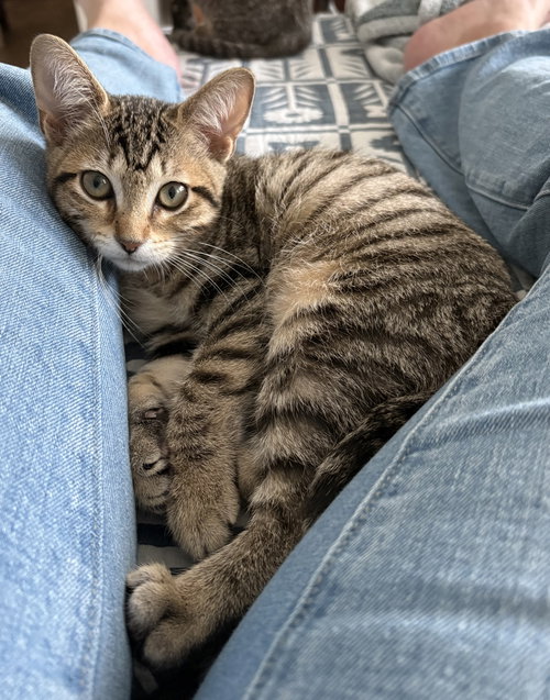 picture of the cat needing adoption