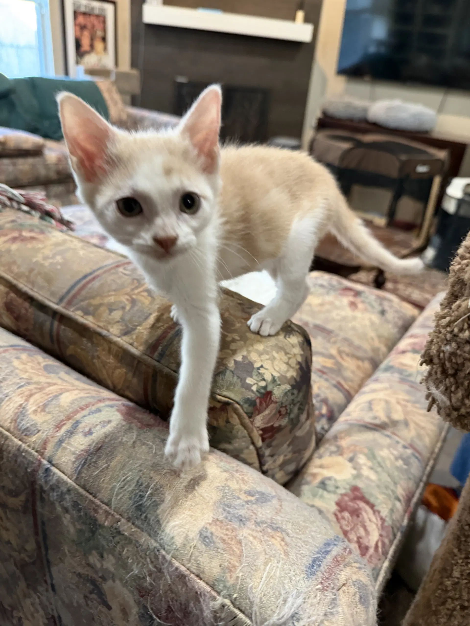 Ziggy W - Domestic Short Hair