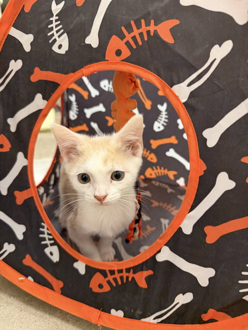 picture of the cat needing adoption
