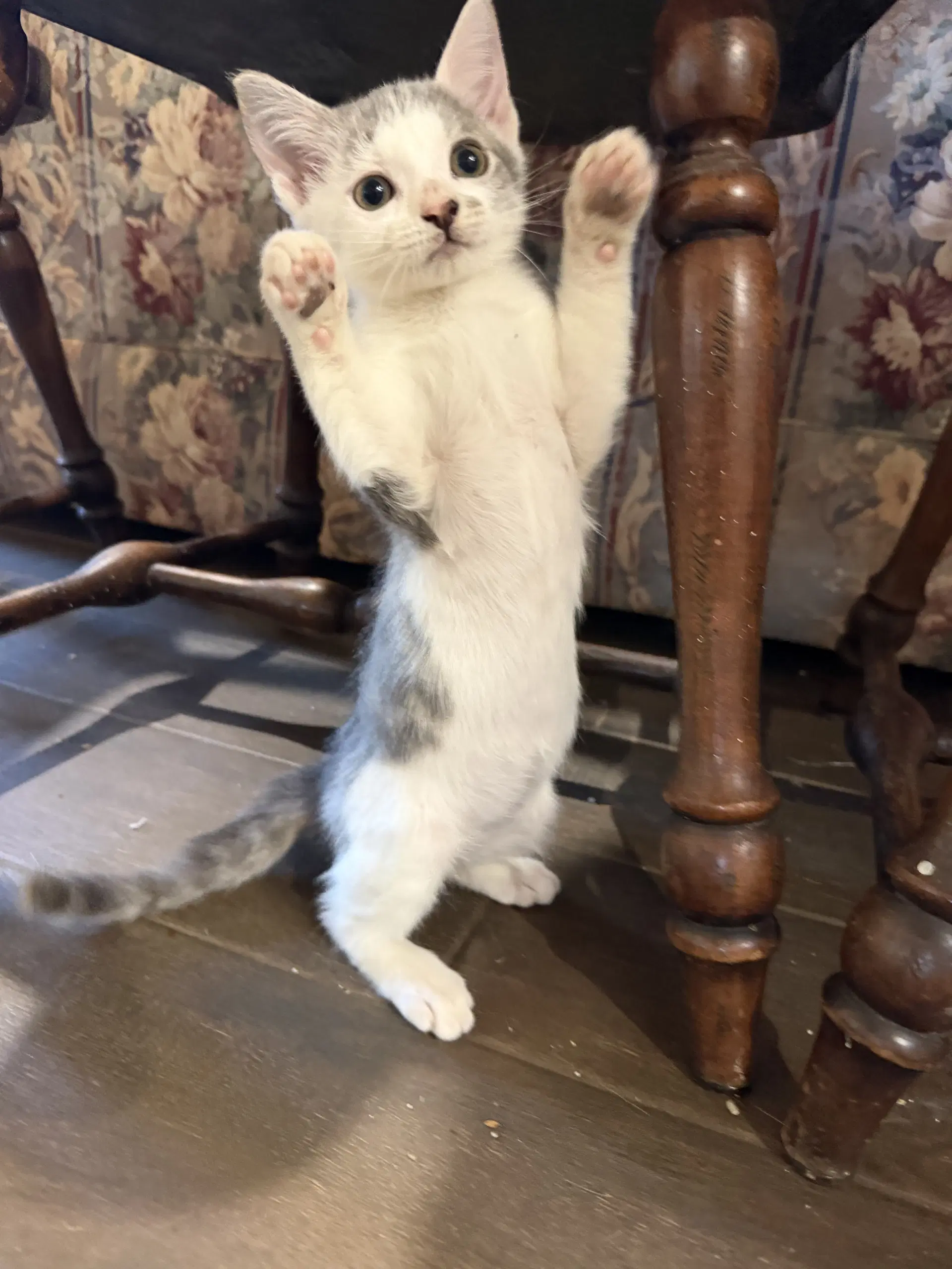 Zipper - Domestic Short Hair