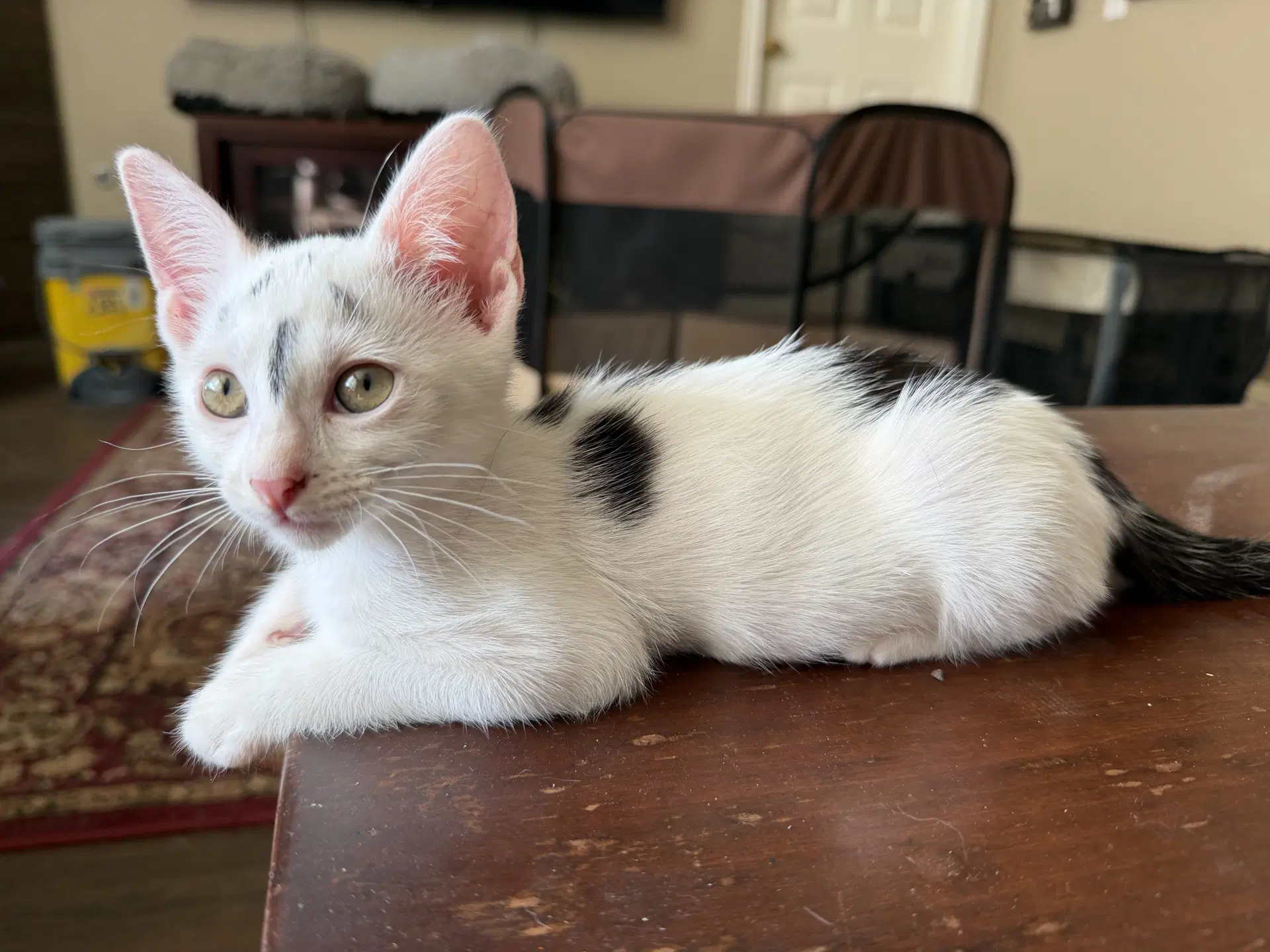 Rorschach - Domestic Short Hair