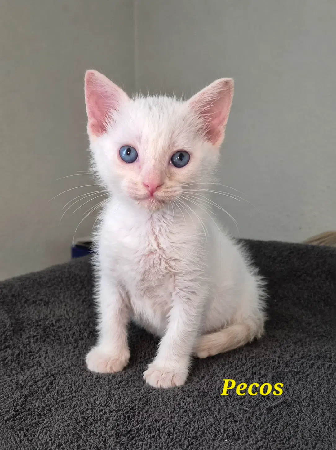 Pecos image 3
