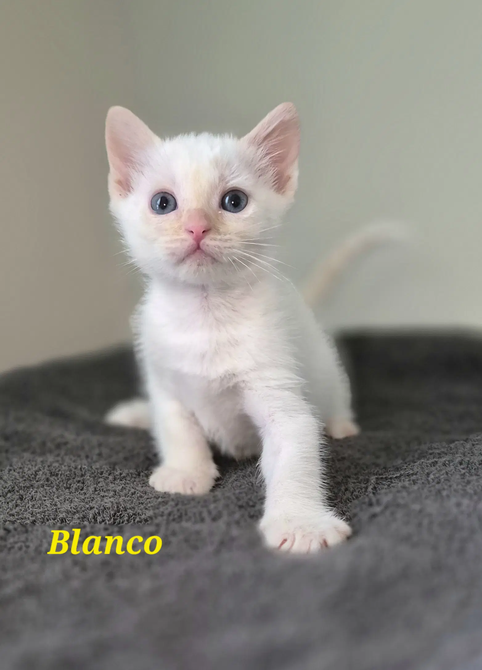 Blanco image 3