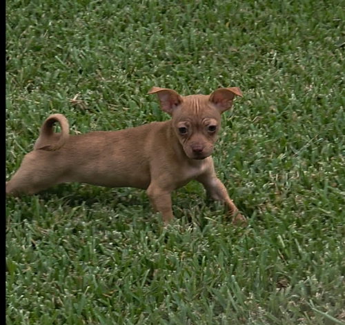 Photo 5 of Blair