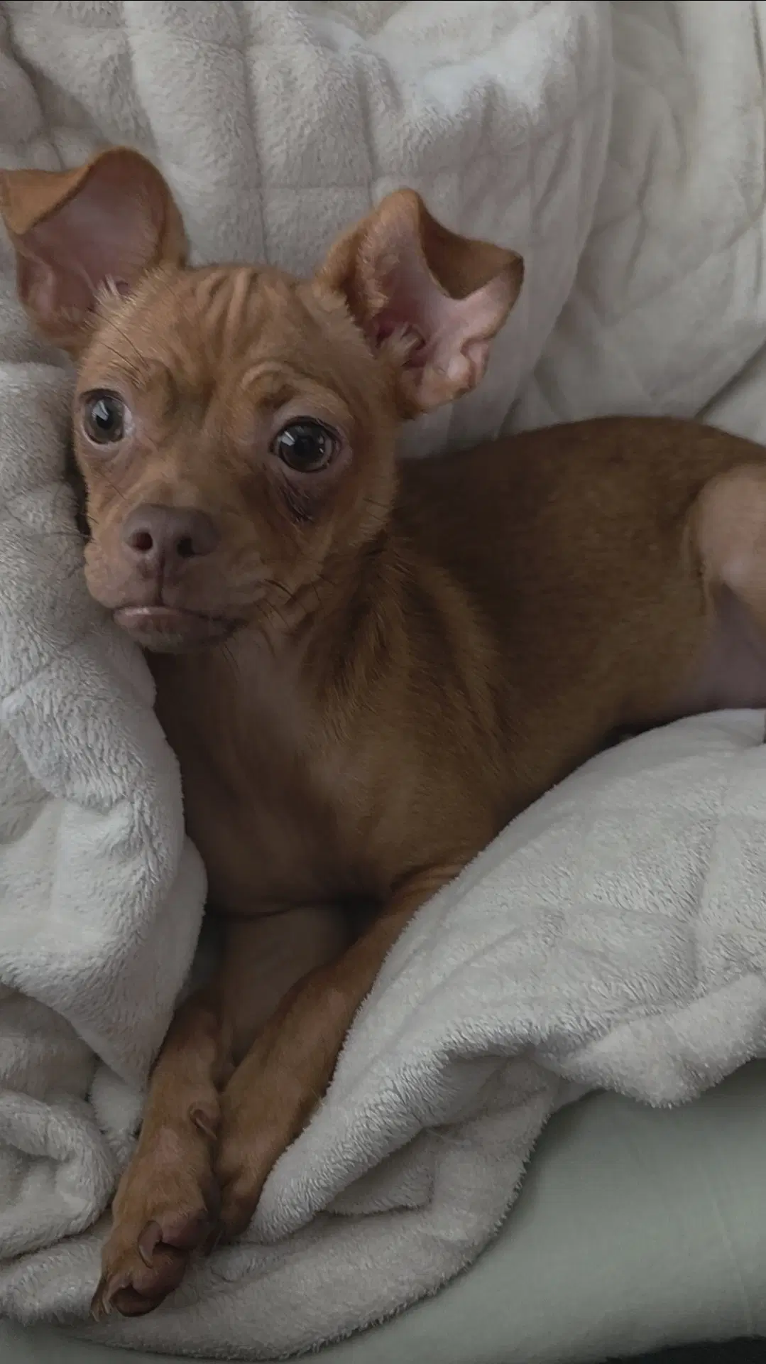 Blair - Chihuahua