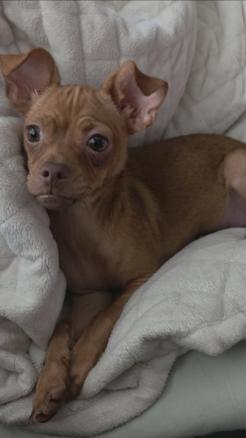Blair, a dog for adoption from Saving Our Companion Animals - Fort Bend County