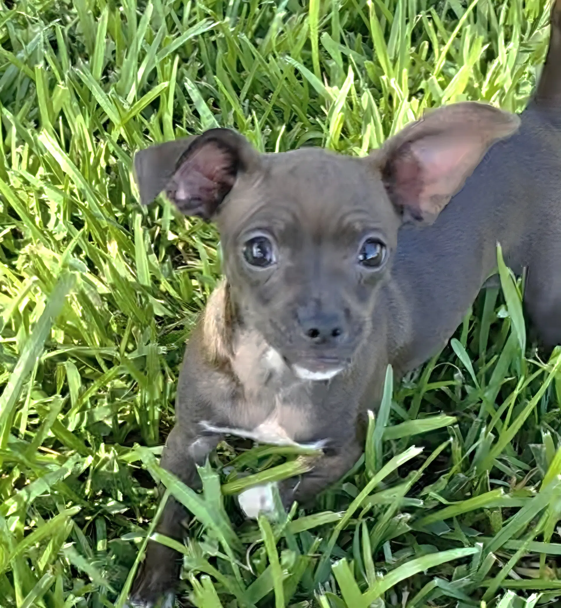 Baleigh - Chihuahua