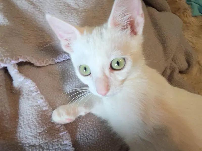 Yarrow - Domestic Short Hair