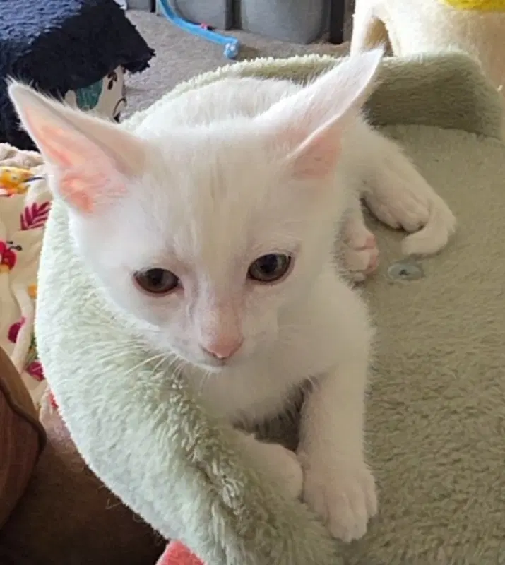 Yarrow - Domestic Short Hair