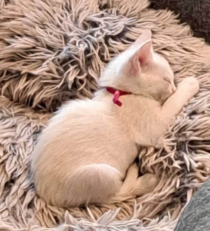 Lonicera image 4
