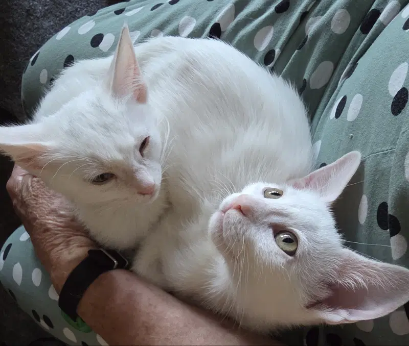 Lonicera - Domestic Short Hair