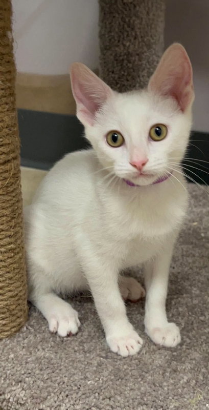 Lonicera, a cat for adoption from Saving Our Companion Animals - Fort Bend County