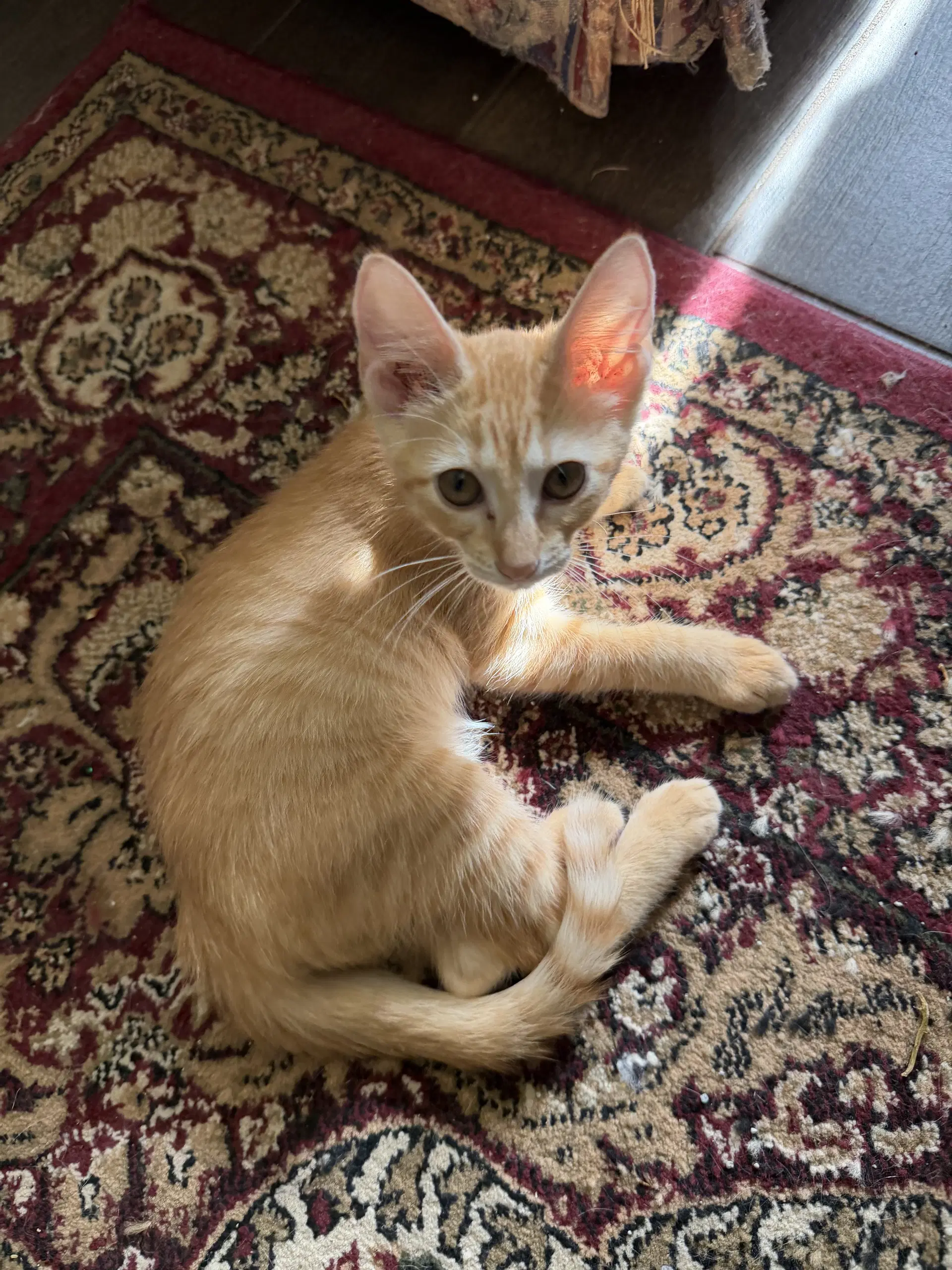 Margo W - Domestic Short Hair