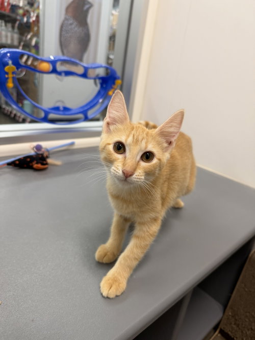picture of the cat needing adoption