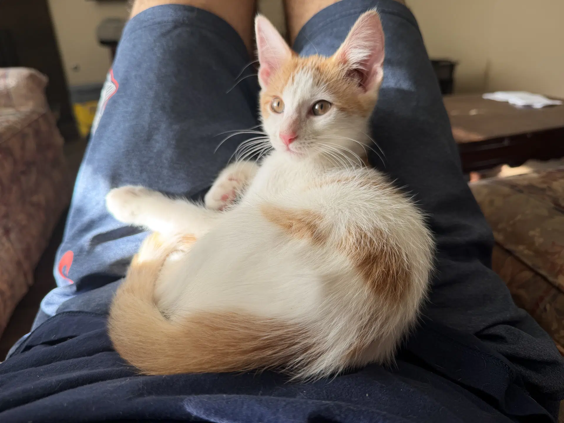 Magpie W - Domestic Short Hair