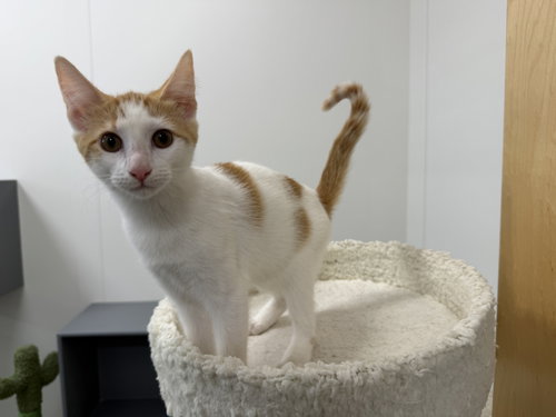 picture of the cat needing adoption