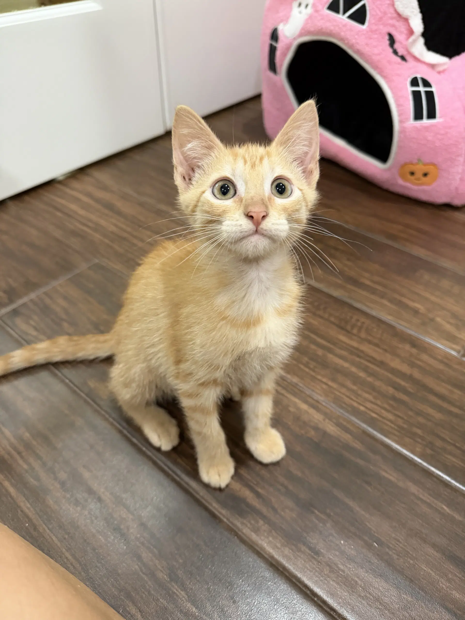 Waldorf - Domestic Short Hair