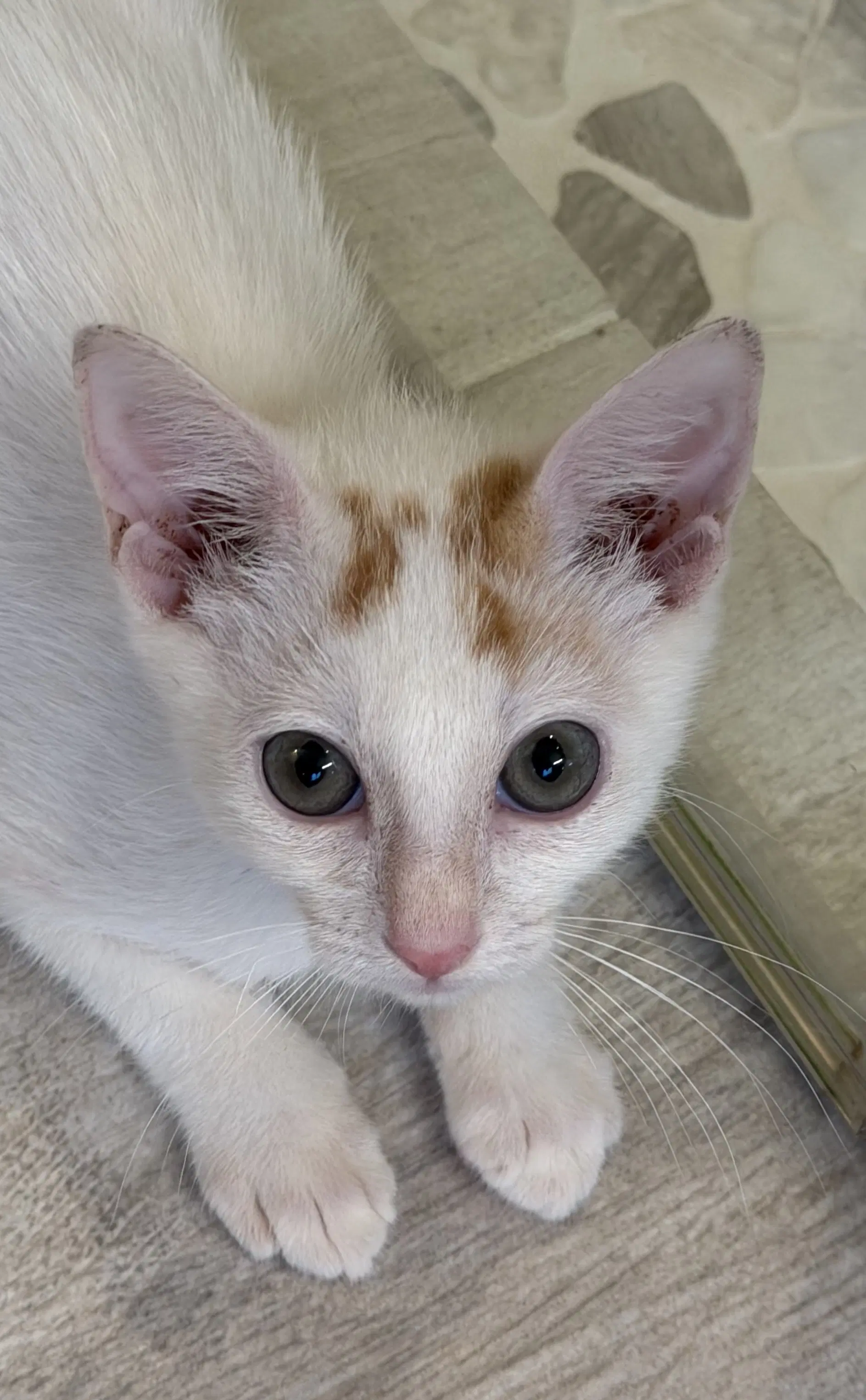 Ocelli - Domestic Short Hair