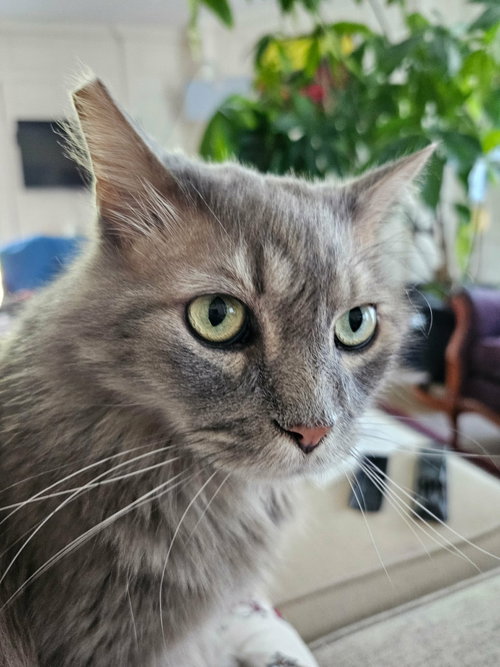picture of the cat needing adoption