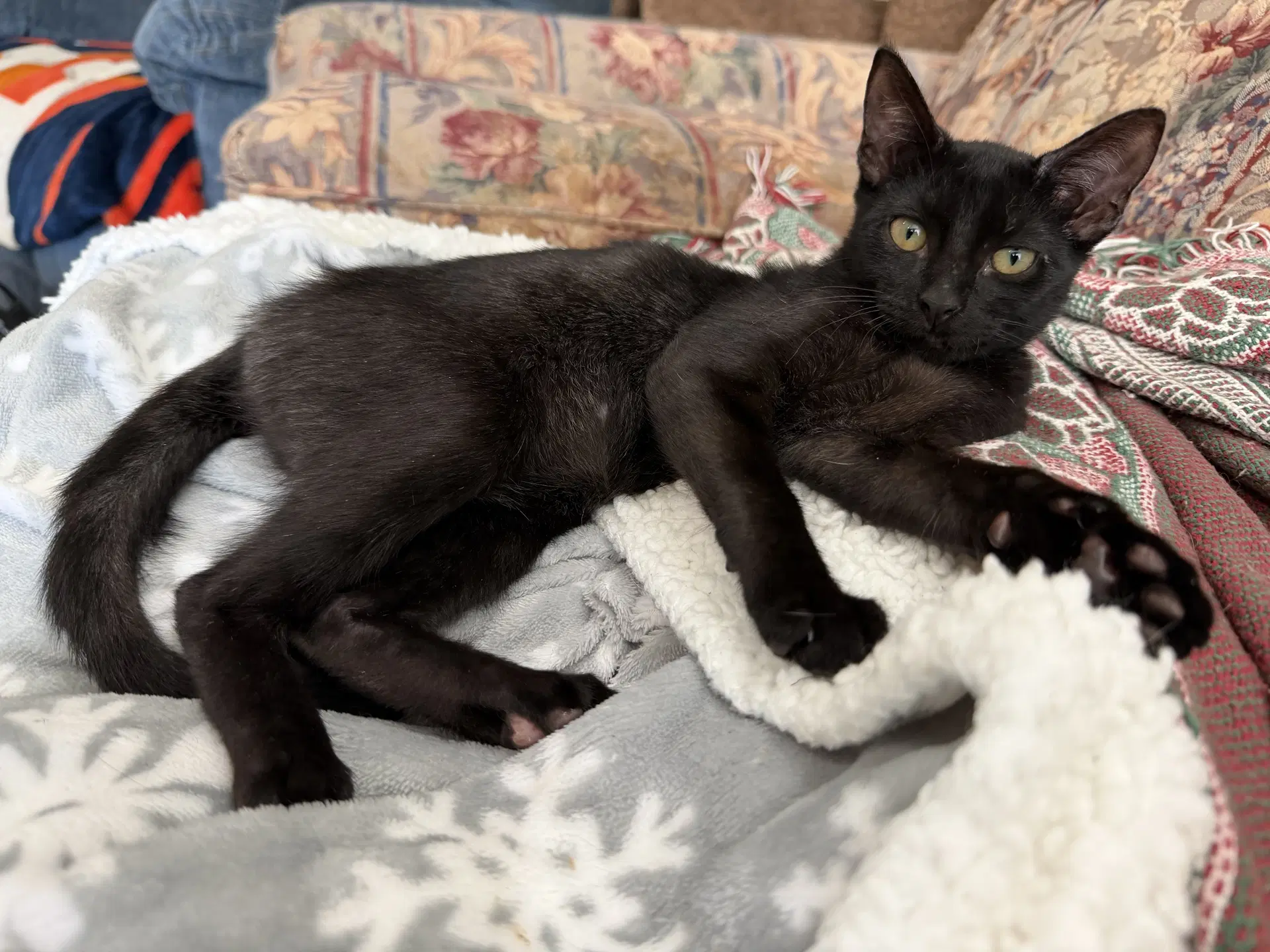 Miss Midnight - Domestic Short Hair