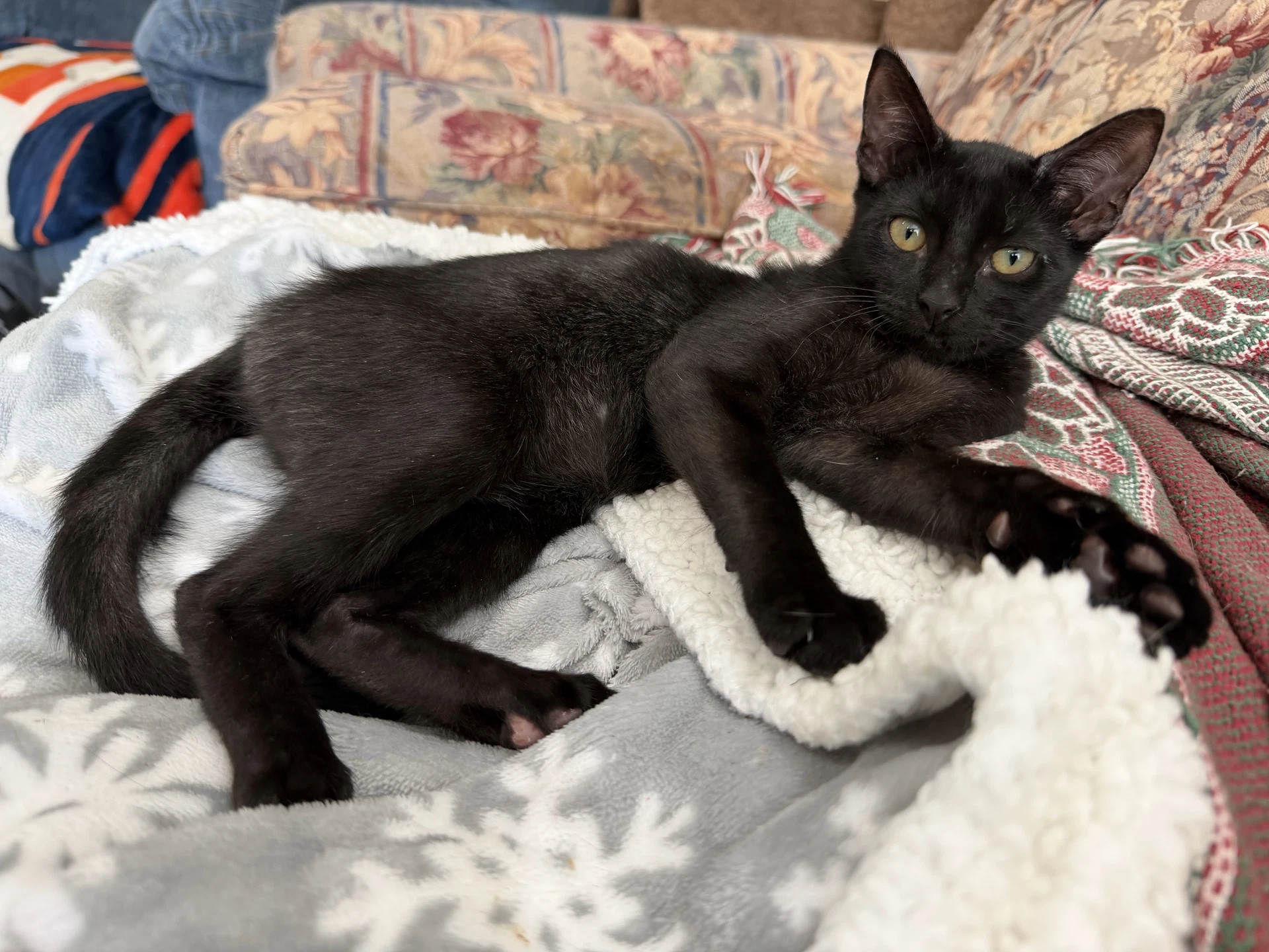 Miss Midnight