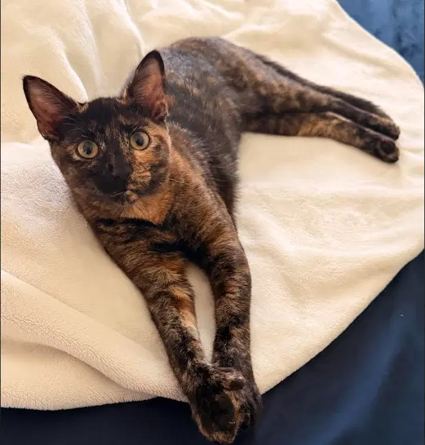 Miss Mittens - Extra-Toes Cat (Hemingway Polydactyl)