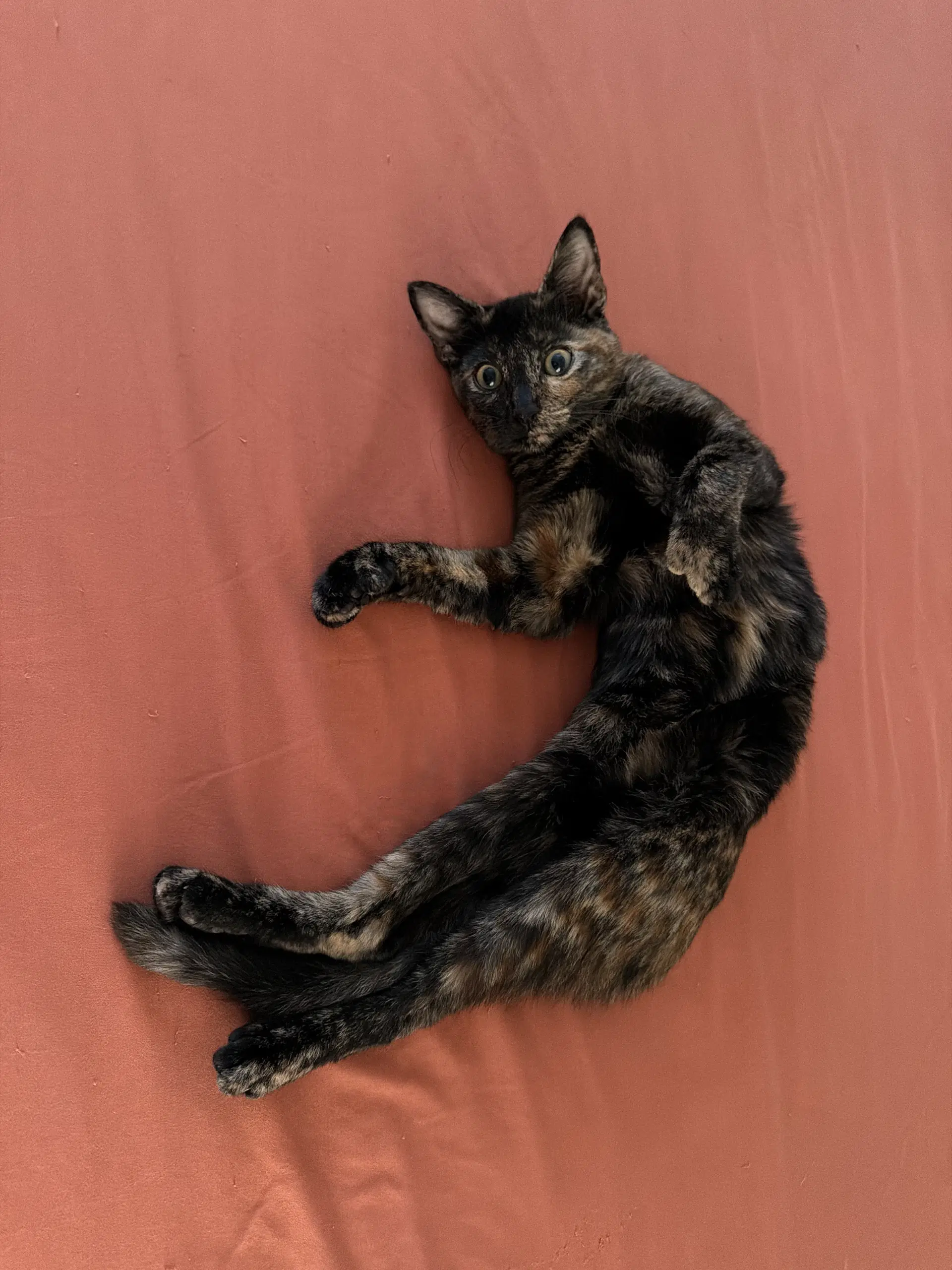 Miss Mittens image 3