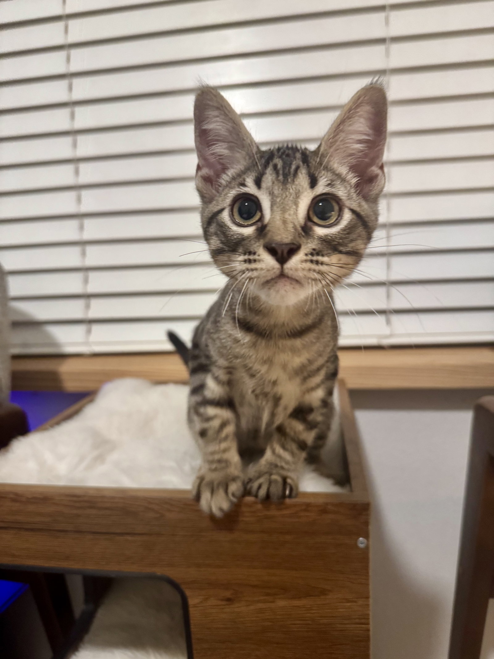 Cruz, Domestic Short Hair