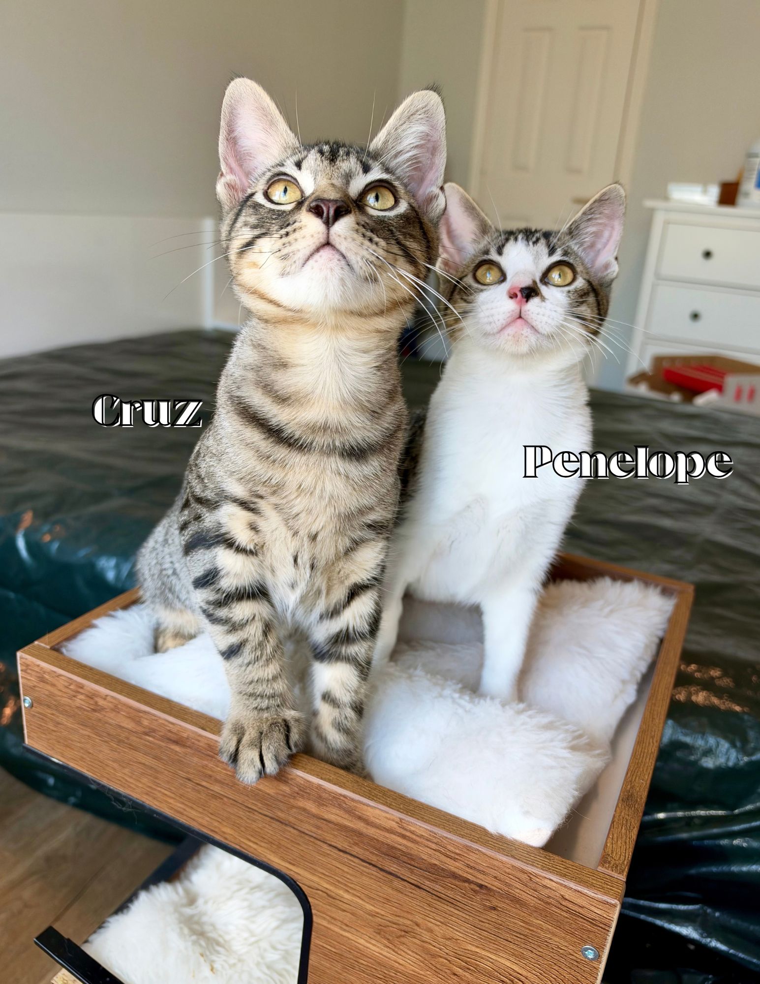 Cruz, photo 3