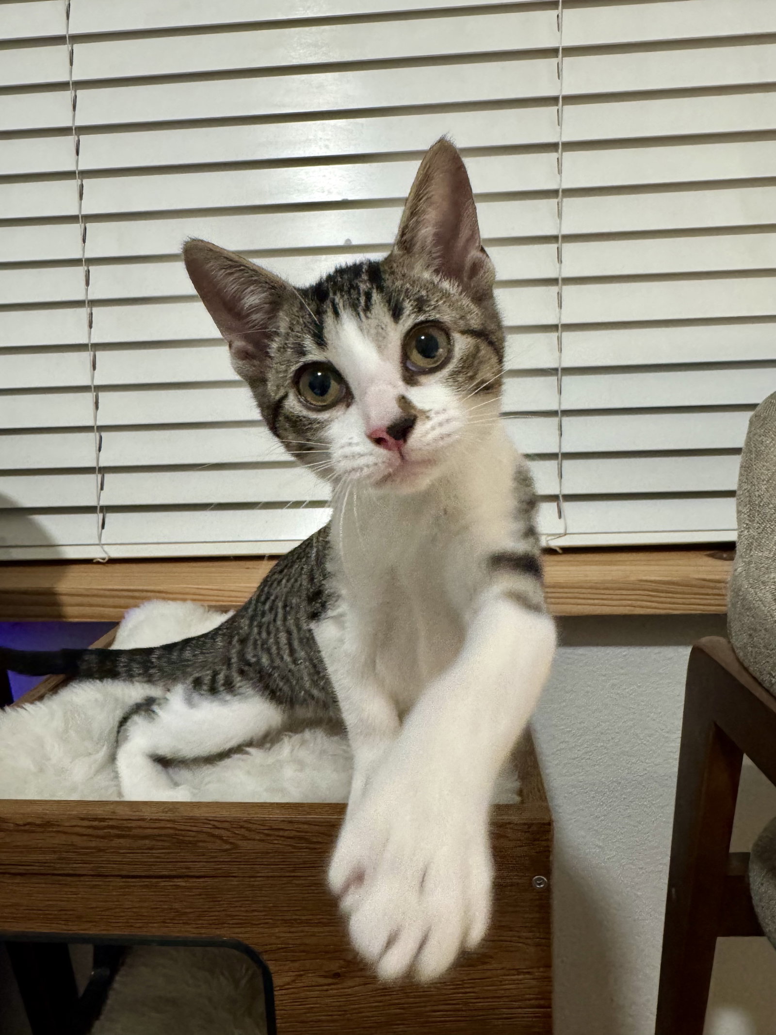 Penelope, Domestic Short Hair