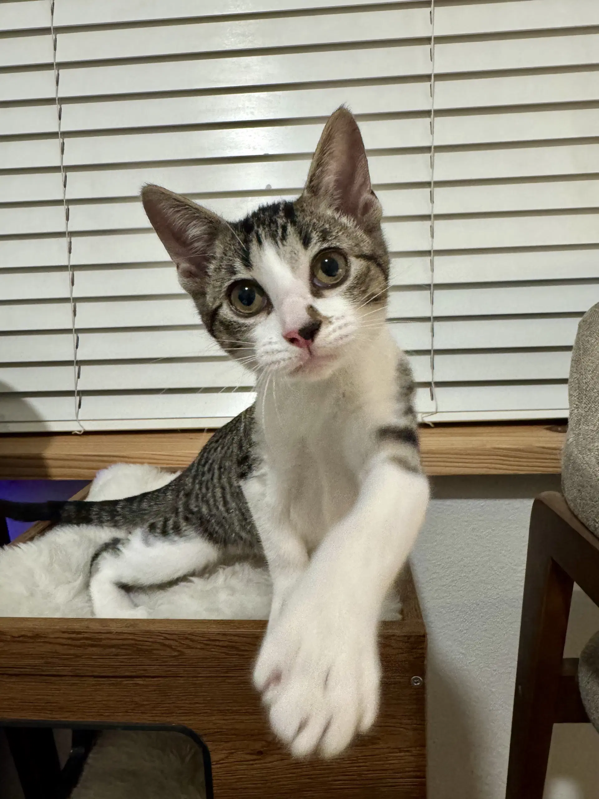 Penelope - Domestic Short Hair