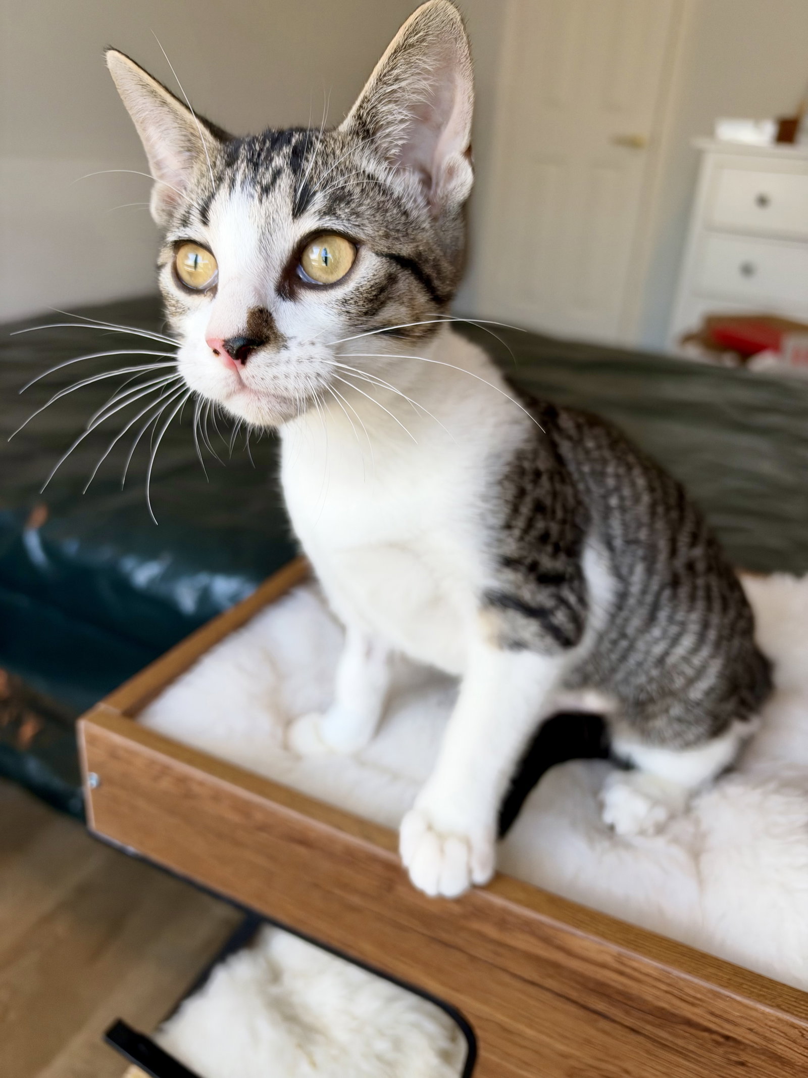 Penelope