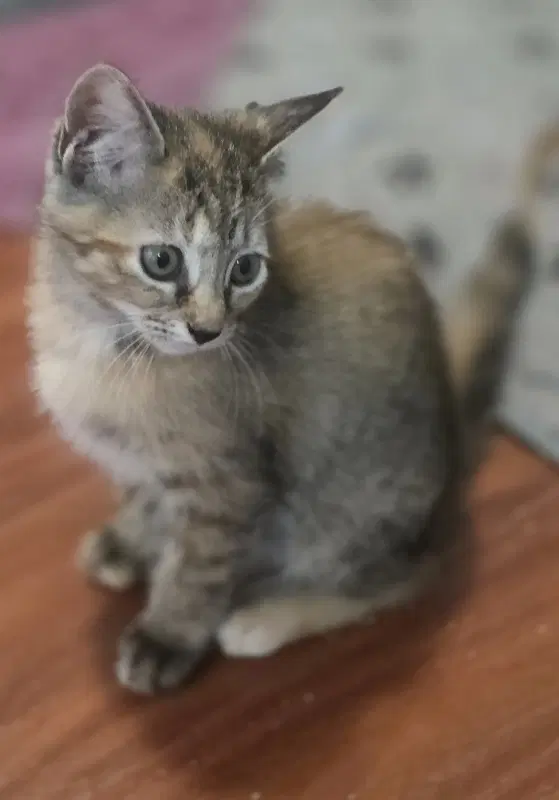 Baylor - Tortoiseshell