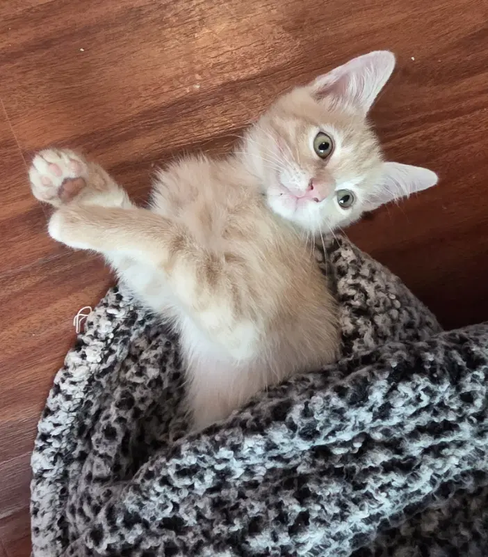Tulane - Domestic Short Hair