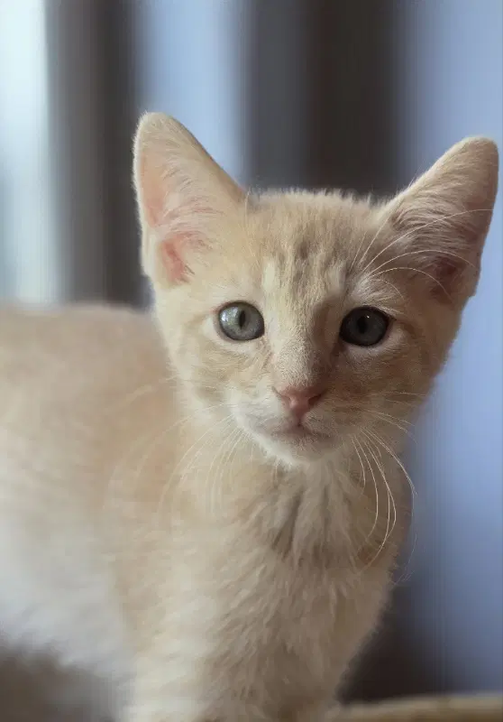 Bowdoin - Domestic Short Hair
