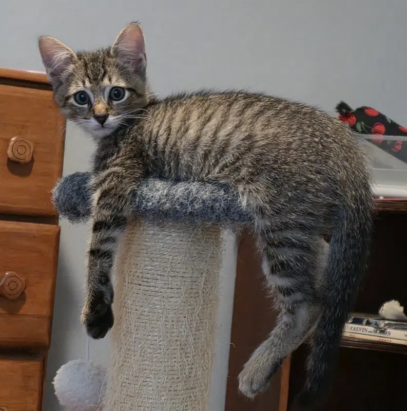 Berkeley - Domestic Short Hair