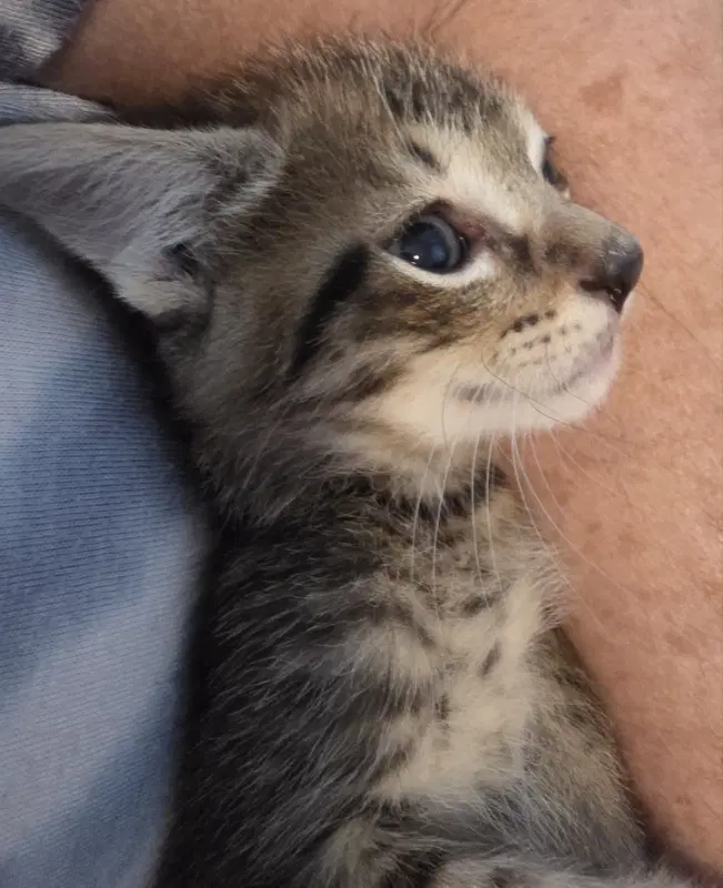 Wellesley - Domestic Short Hair