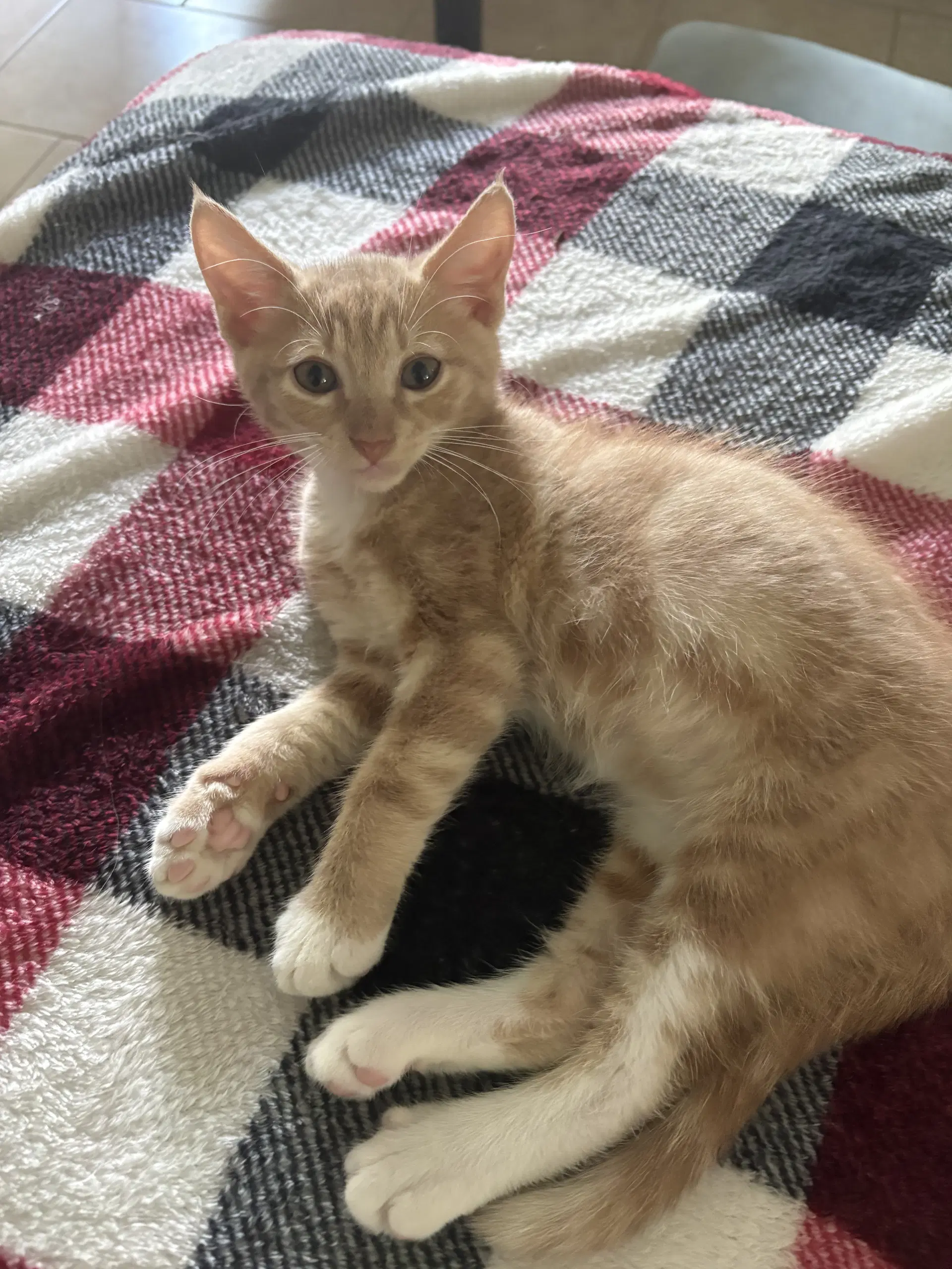 Fabio - Domestic Medium Hair