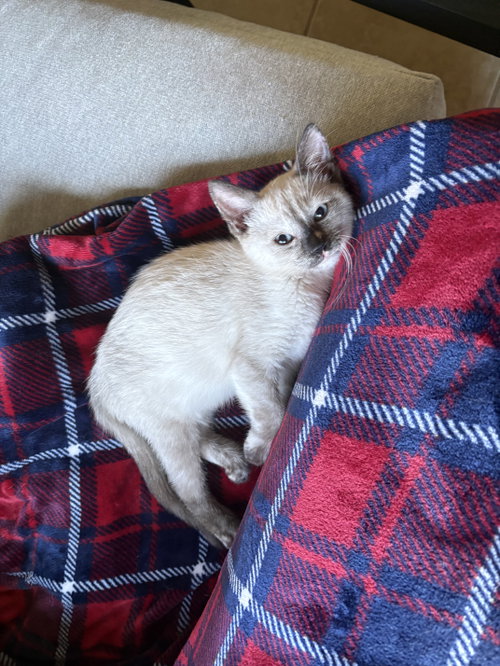Irina, a cat for adoption from Saving Our Companion Animals - Fort Bend County