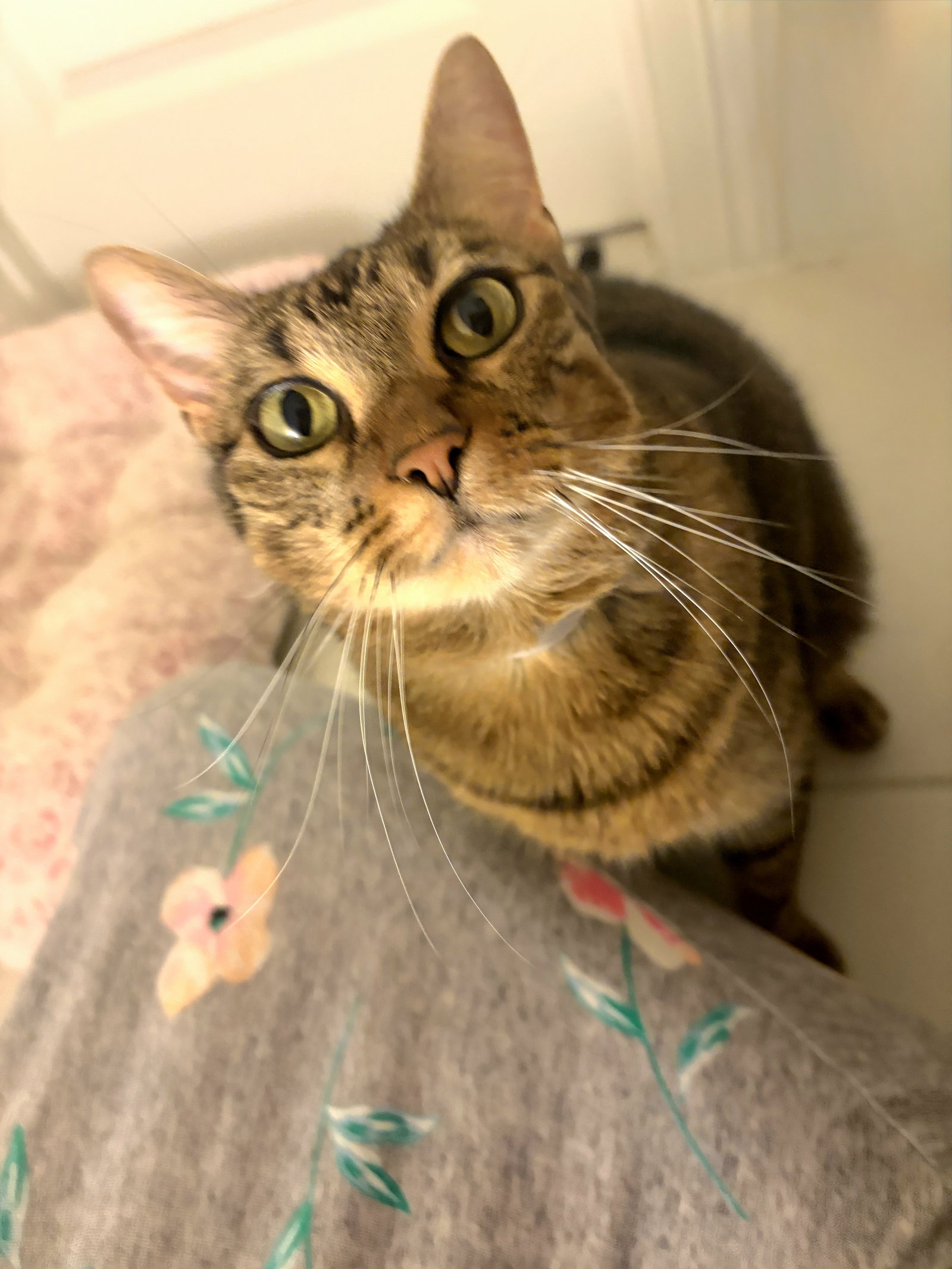 Cai, Domestic Short Hair